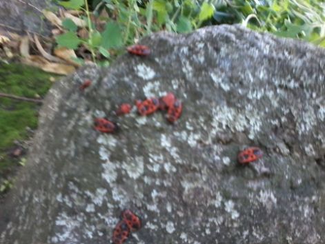 20140918_124841_resized.jpg